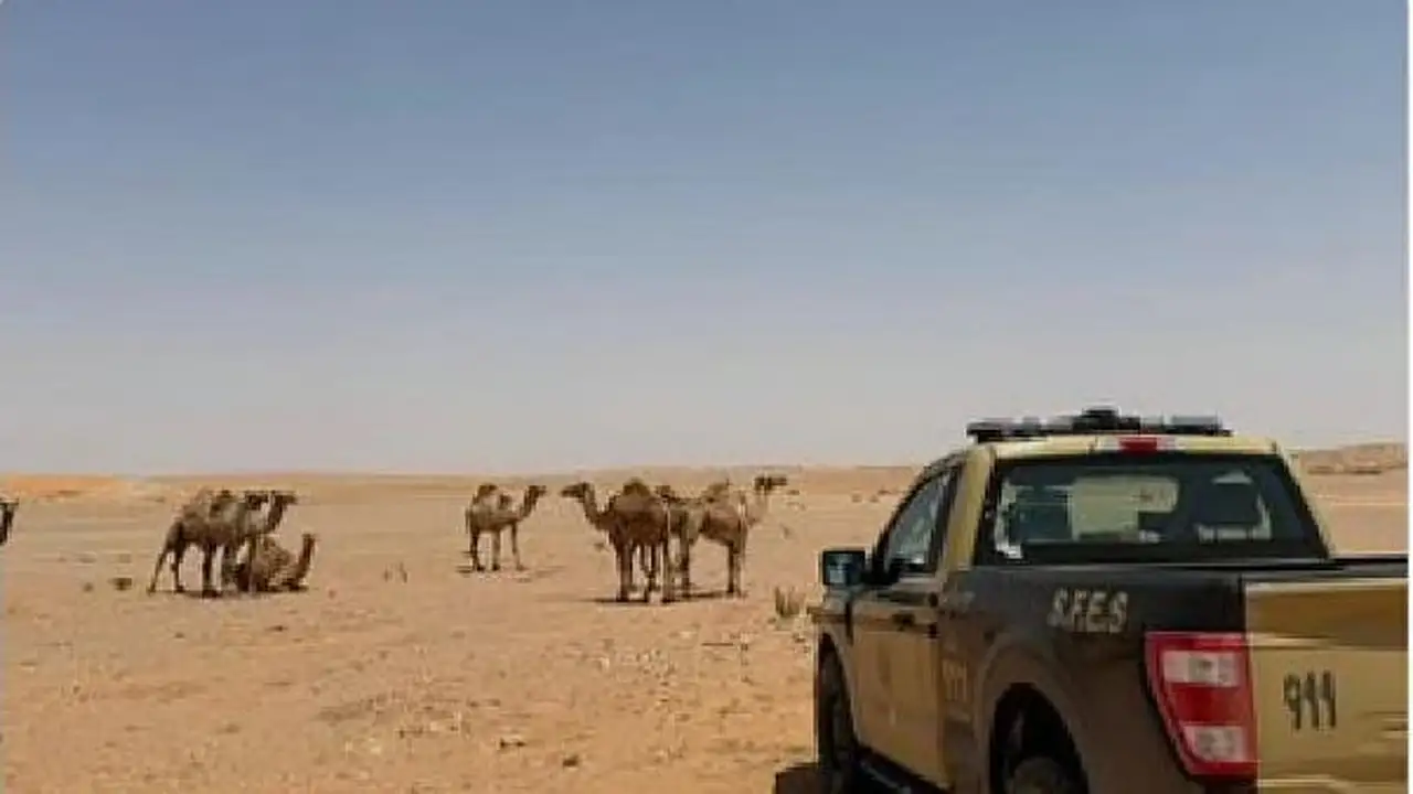 مخالفة رعي خطيرة تقود لضبط مواطن داخل محمية الإمام عبدالعزيز الملكية